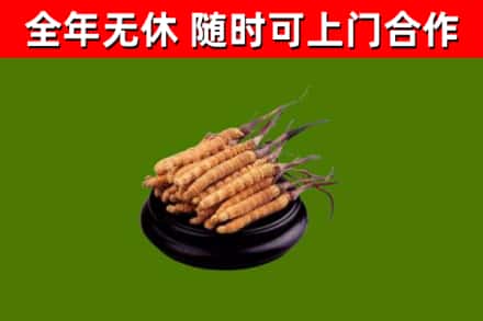 宜宾市烟酒回收冬虫夏草.jpg